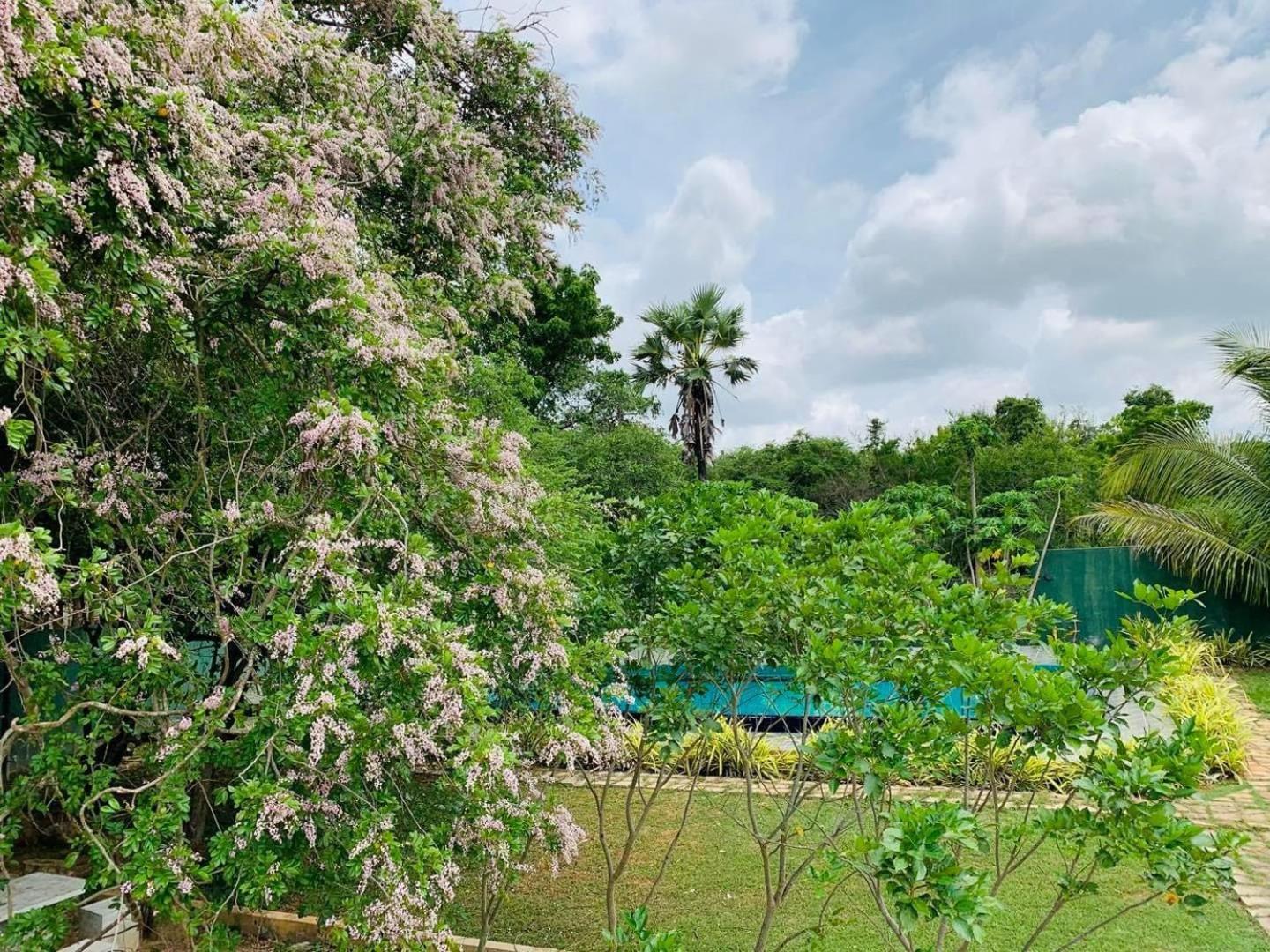 Hotel Tree Garden Wilpaththu Nochchiyagma Anuradhapura Nochchiyagama Eksteriør billede