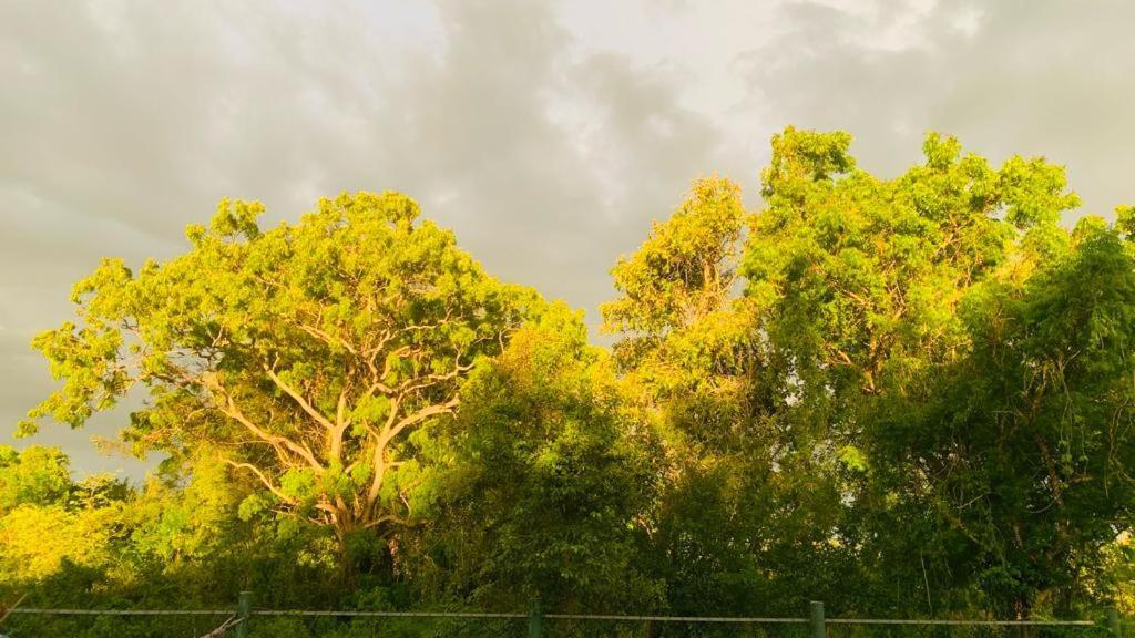 Hotel Tree Garden Wilpaththu Nochchiyagma Anuradhapura Nochchiyagama Eksteriør billede